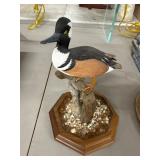 Hand-Carved Hooded Merganser Duck Decoy