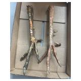 Preserved Avian Talon Pair in Box
