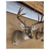 Whitetail Deer Shoulder Mount Taxidermy