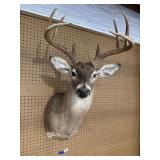 Whitetail Deer Shoulder Mount Taxidermy
