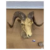 Taxidermy Ram Head Wall Mount