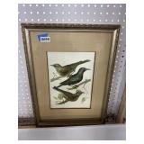 Framed Rutledge Bird Print, Three Species