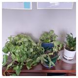 Live Pothos & Dracaena Houseplants in Pots