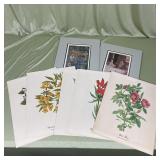 Botanical Prints & Matted Art Prints Collection