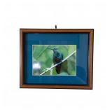 Framed Hummingbird Photograph with Blue Mat