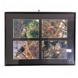Signed Framed Australian Bird Photo Collage
