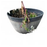 Large Planter With Soil & Plants
