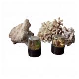Sea Shells, Coral, & Encased Marine Specimens