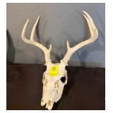 Deer Antler Skull Mount