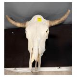 Longhorn Cow Skull with Horns