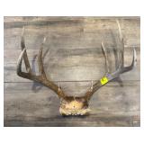 Deer Antlers with Skull Mount