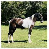 Cash - 3 YO Black & White Spotted Saddle Gelding