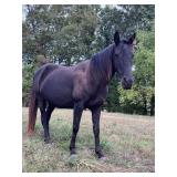 Miss Bama Belle - Reg 2010 Model Black TWH Mare