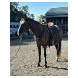 Martha & Walkaloosa Stud Colt - Smokey Blk Mare