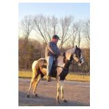 Sundae - 2 YO Gray Roan & White Spotted Filly