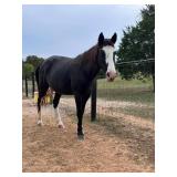 The Family Jewel - Reg 2008 Model TWH Roan Mare