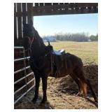 Zorro - 15 YO Black KY Mtn Gelding