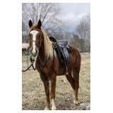Cruiser - 6 YO Sorrel Flax Mane & Tail Gelding