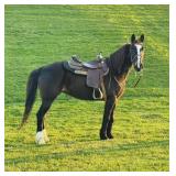 Miss Dixie - 10 YO Chocolate KY Mtn Mare