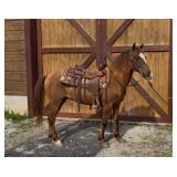 Superman - 12 YO Dun Saddle Pony Gelding