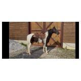 C - 6 YO Black & White Spotted Saddle Gelding