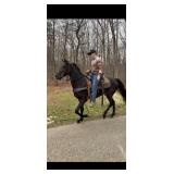 Ebony Justice - Reg 21 Month Black TWH Filly