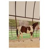 Toby - 7 YO Red & White Spotted Gelding