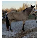 Buck - 11 YO Buckskin Kentucky Mtn Gelding