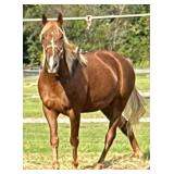Ebony's Bourbon Delight - Reg 11 YO TWH Gelding