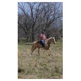Tucker - 9 YO Palomino Gelding