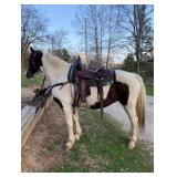 Bonnie - 14 YO Black & White Spotted Mare