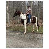 Ann - 14 YO Black & White Spotted Mare
