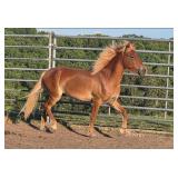 Skyfaxi - 3 YO Flaxen Sorrel ICELANDIC Gelding