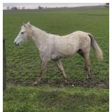 Hank - 5 YO Grey Gelding