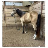 Little Darlin - 4 YO Buckskin TWH Mare (Eligible)