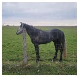 Nightshades Coin - Reg 4 YO Grey TWH Gelding