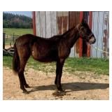 Yearling Dark Bay Crossbred Stud Colt