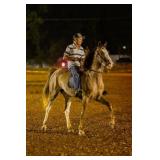 Fancy - 5 YO Chromed Red Roan Sabino Mare