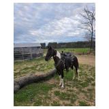Cowgirl - 10 YO Blk/Wh Hackney Cross Pony Mare
