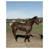 Lulu - 3 YO Chocolate KY Mtn Mare