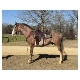 Jake - 4 YO Red Roan Sabino TWH Gelding