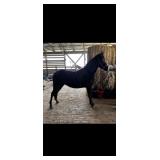 Blues Special Lady - Reg 2 YO Gray TWH Filly