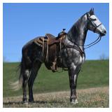 Silver's Bold Classic - Reg 6 YO Grey TWH Gelding