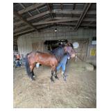 The Kingdom Heir - Reg 6 YO Bay TWH Gelding
