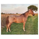 I Bet He Will - Reg 9 YO Red Roan TWH Gelding