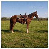 Chester - 5 YO Chestnut Gelding