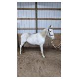 Snow Patrol - Reg 10 YO Sabino TWH Gelding