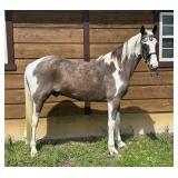 Spotted Pusher's Jughead - Reg Tobiano TWH Gelding