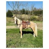 Phoenix - 4 YO Dappled Palomino Gelding