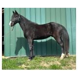 Cole - 4 YO Blk Rocky Mtn Gelding